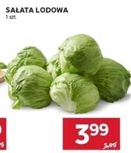 Sałata lodowa