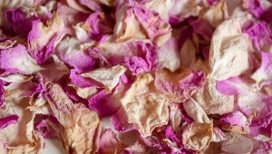Płatki róży mają zaskakujące właściwości. Korzystaj z nich, przygotowując np. herbaty lub napary