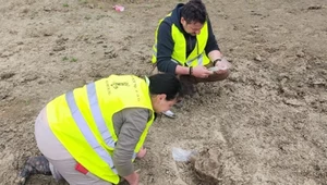 Sensacyjne znalezisko na budowie drogi ekspresowej. To słoń leśny albo mamut