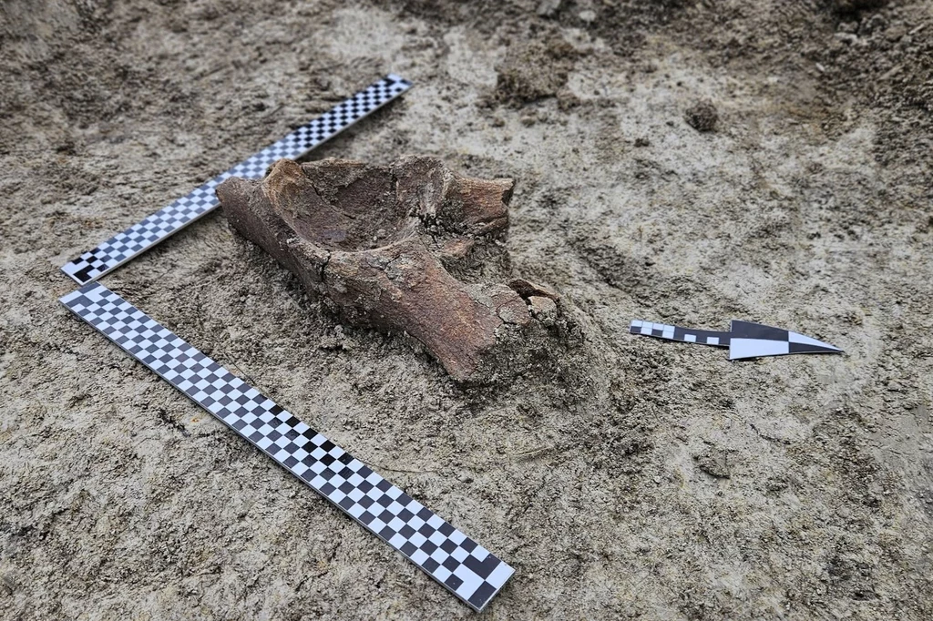 Szczątki mamuta albo słonia leśnego na budowie drogi S17 Kość wykopana z ziemi podczas prac archeologicznych, otoczona miarkami pomiarowymi oraz strzałką zaznaczającą kierunek, w tle sucha gleba.