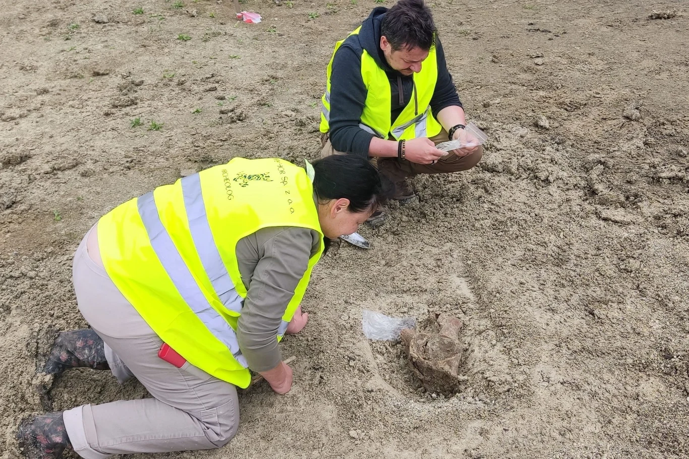 Dwóch archeologów w żółtych kamizelkach siedzi na ziemi podczas wykopalisk, dokładnie badają i oczyszczają przedmiot znajdujący się w wydobytym fragmencie gleby.