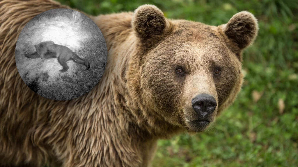 Pod Białymstokiem fotopułapka zarejestrowała niedźwiedzia. Skąd się tam wziął? Pod Białymstokiem fotopułapka zarejestrowała niedźwiedzia. Skąd się tam wziął?