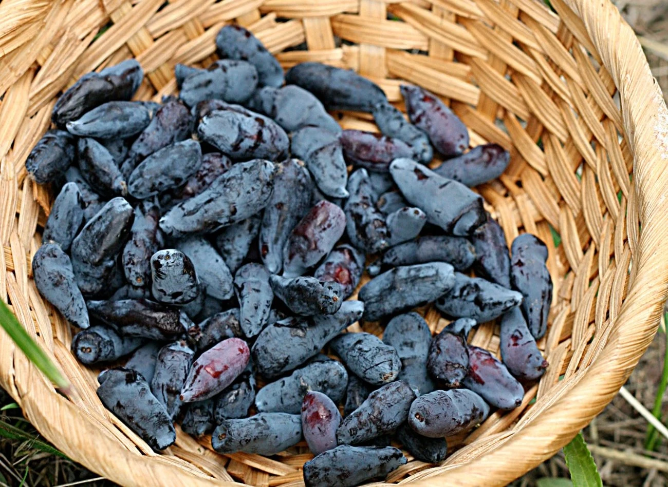 Ten owoc uważany jest za eliksir życia. Ten owoc uważany jest za eliksir życia.