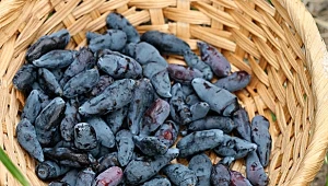 Lepsze niż najzdrowsza przekąska. Świetnie zbijają cukier i dbają o serce