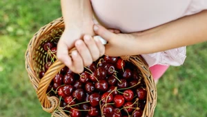 Szpaki już wypatrują twoich czereśni. Możesz skutecznie je odstraszyć