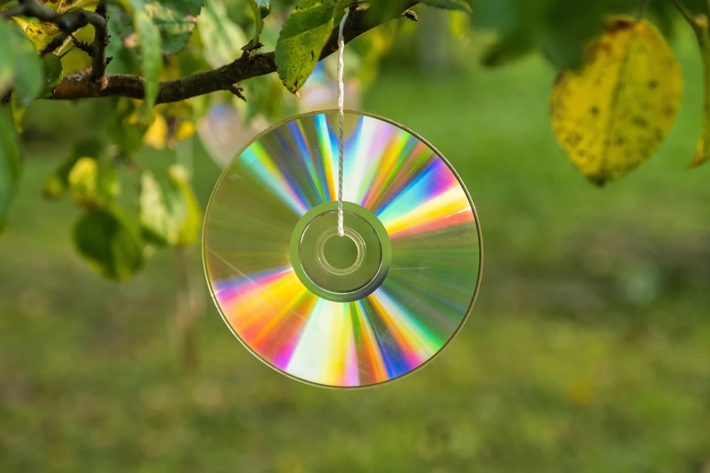 Zawieś na czereśni stare płyty CD, które pomogą odstraszyć ptaki Srebrna płyta CD zawieszona na sznurku na gałęzi drzewa, odbijająca światło, w tle zielone liście i rozmyte otoczenie ogrodu.