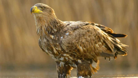 Zalew Szczeciński jest jednym z najważniejszych terenów występowania bielika (łac. Haliaeetus albicilla) w Polsce i Europie