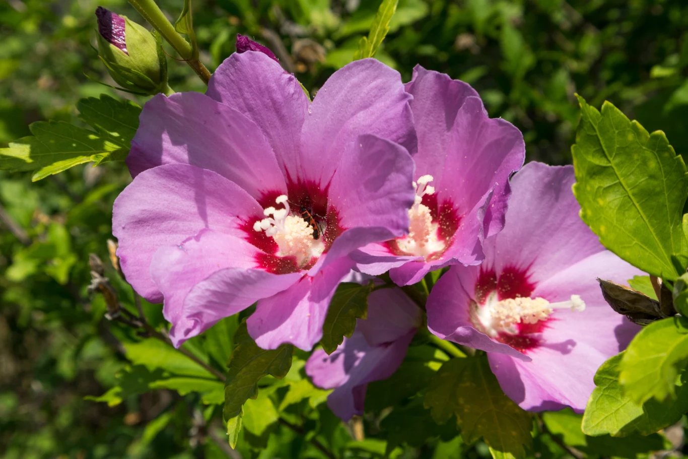 Ketmia syryjska wprowadzi do ogrodu feerię barw Trzy fioletowe kwiaty hibiskusa w pełnym rozkwicie otoczone zielonymi liśćmi, w centrum każdego kwiatu wyraźnie widoczne białe pręciki i czerwone wnętrze płatków, delikatnie oświetlone promieniami słonecznymi.