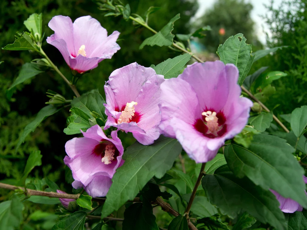 Ketmia syryjska kwitnie od lipca aż do późnej jesieni Różowe kwiaty hibiskusa z wyraźnym żółtym środkiem i czerwonym akcentem otoczone zielonymi liśćmi na tle naturalnej roślinności.