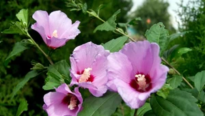 Hibiskus będzie kwitł dłużej. Pamiętaj o prostym zabiegu we wrześniu