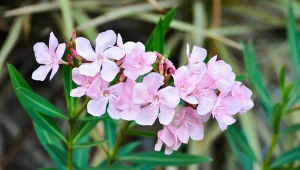 Ta roślina ogrodowa jest silnie trująca. Dotykaj tylko w rękawiczkach