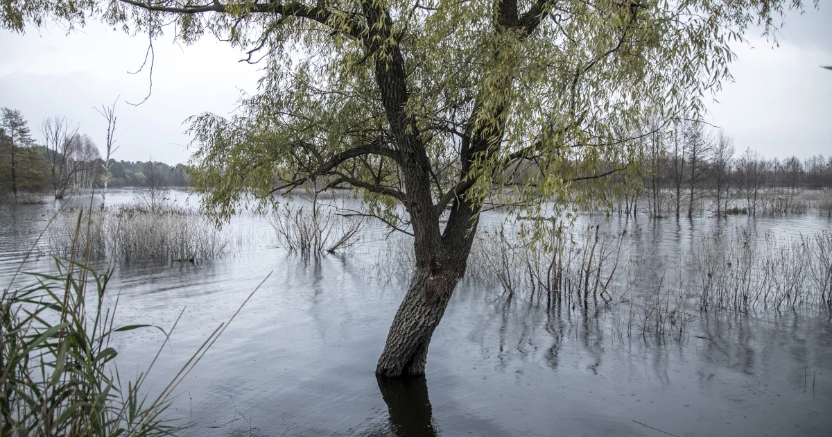 Mokradła znacznie ograniczają ilość ładunku, jaki może przewieźć wojsko Drzewo rosnące w zalanym terenie otoczone wodą, w tle widoczne inne drzewa i roślinność na tle pochmurnego nieba.
