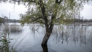 Mogą nas obronić przed Rosją. Zaskakujący pomysł przyrodników z Polski
