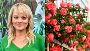 Kochasz róże, ale nie masz ogrodu? Kasia Joda podpowiada, jak je hodować na balkonie