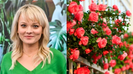 Kochasz róże, ale nie masz ogrodu? Kasia Joda podpowiada, jak je hodować na balkonie