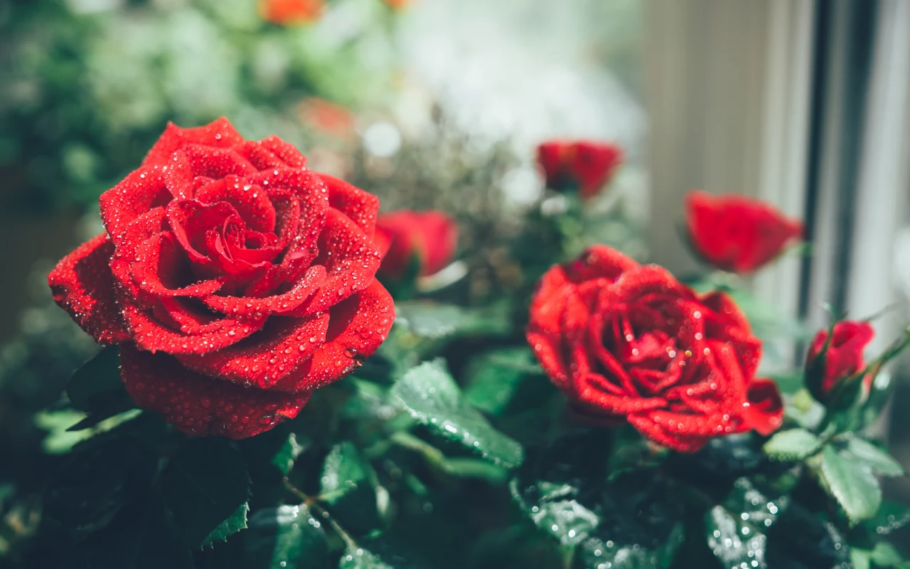 Róże można hodować na balkonie. Wystarczy dobrze o nie dbać