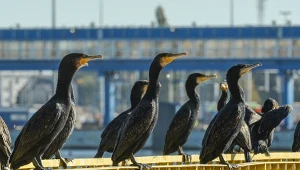Setki milionów złotych tracone co roku przez jedno zwierzę. Problem rośnie, MRiRW chce działać