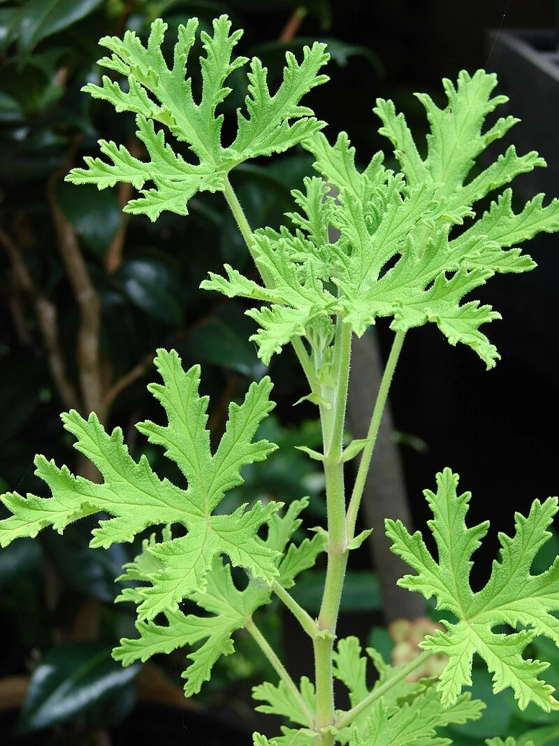 Liście geranium odstraszają kleszcze Jasnozielone liście o mocno powycinanych brzegach na tle ciemniejszej roślinności ogrodowej.