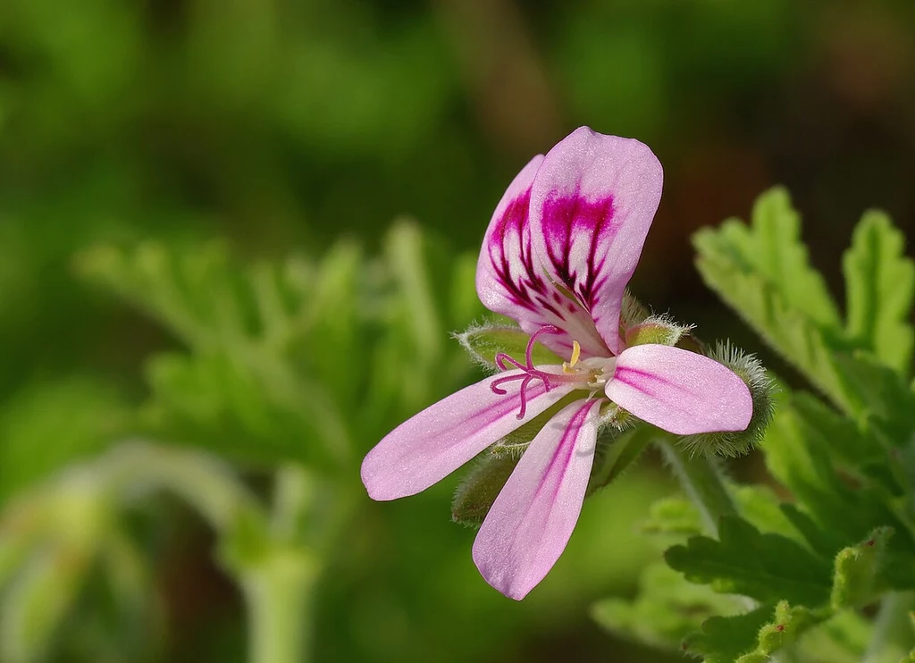Kwiat geranium Różowy kwiat pelargonii o delikatnych, lekko owłosionych płatkach i wyraźnych fioletowych wzorach, otoczony zielonymi, postrzępionymi liśćmi, sfotografowany na rozmytym tle natury.