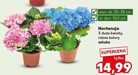 Hortensja Ok.