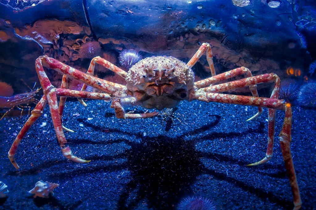 Duży krab o długich odnóżach znajduje się na niebieskim podłożu, otoczony morskimi roślinami i dekoracyjnym tłem przypominającym dno oceanu, podkreślonym efektownym oświetleniem.