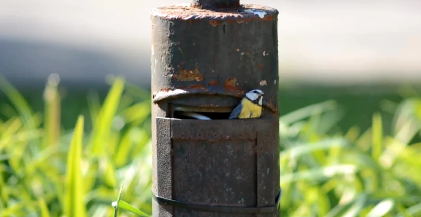 Sikorka siedząca w otworze w korodowanej metalowej rurze, otoczona zielenią trawy w tle.