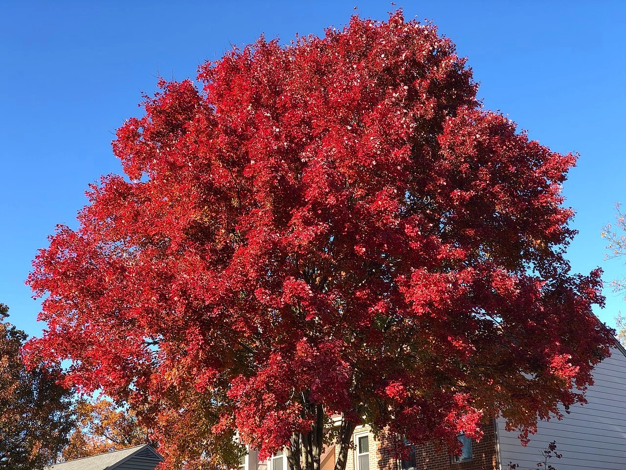 Klon czerwony jest uznawany za jedno z najpiękniejszych jesiennych drzew ozdobnych.