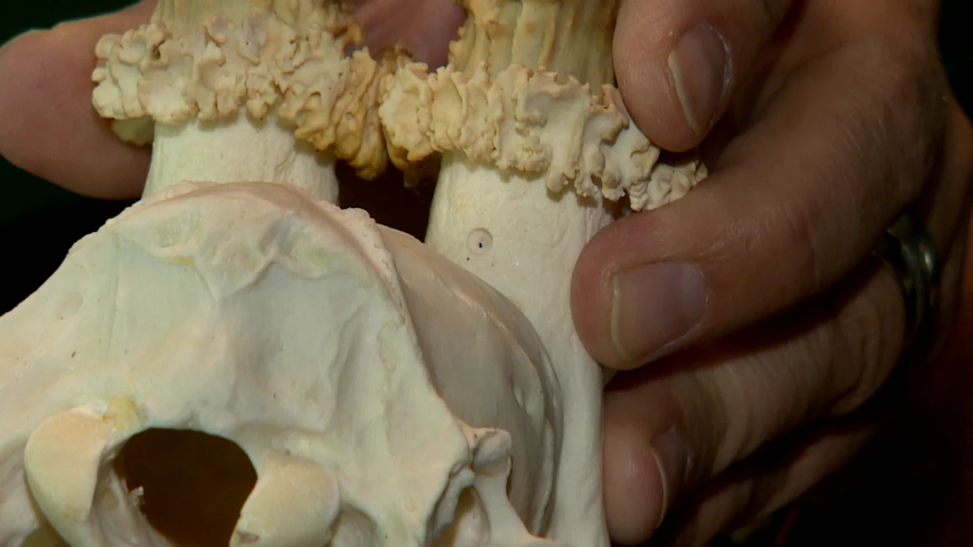 Model anatomiczny czaszki oraz kręgosłupa szyjnego trzymany w ludzkiej dłoni, widoczne szczegóły struktury kostnej i połączeń międzykręgowych.