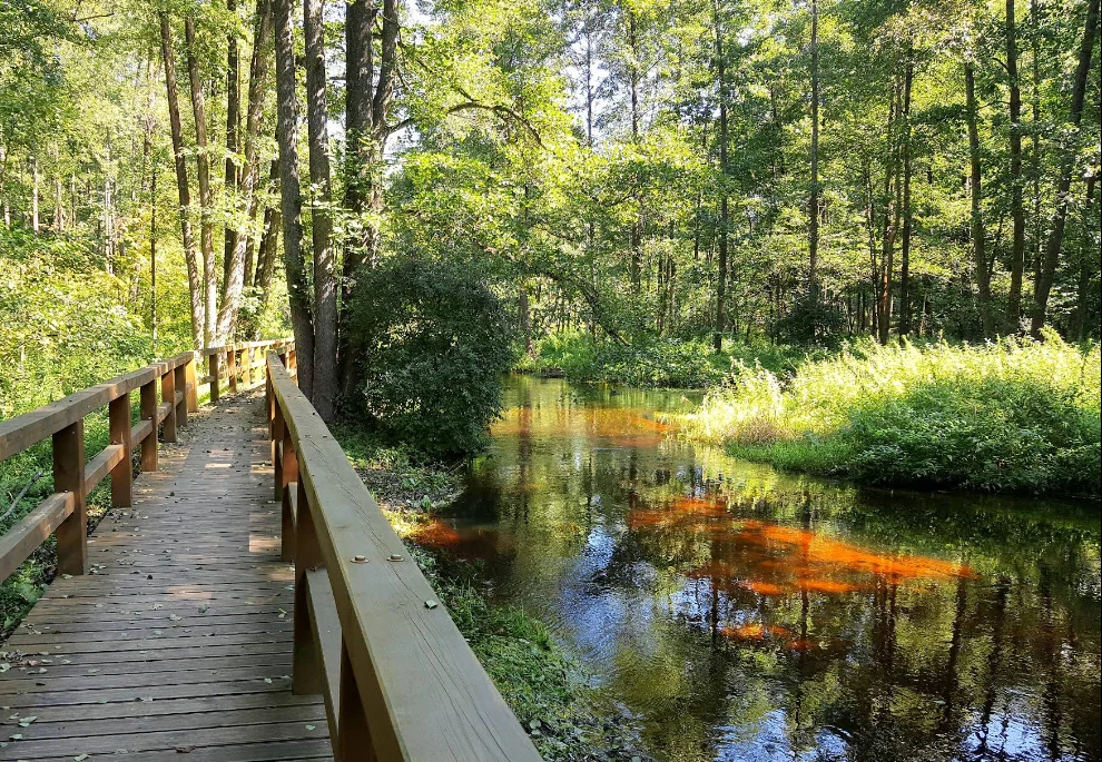 Puszcza Kozienicka to zielona ostoja niedaleko Warszawy. Oferuje liczne ścieżki edukacyjne i trasy rowerowe.