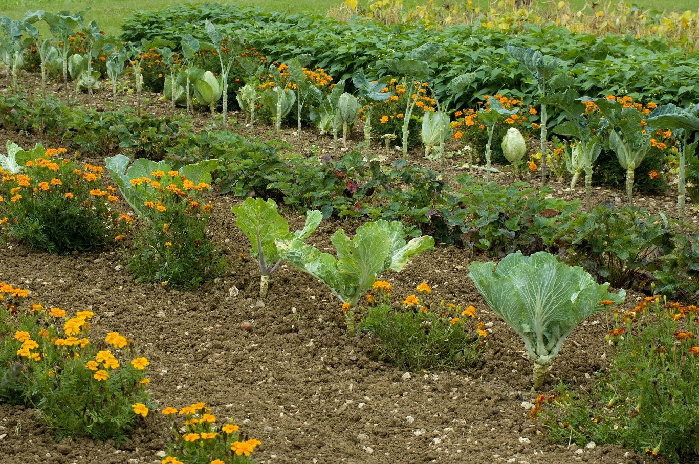 Uprawa ogrodu warzywnego z rzędami kapusty, sałaty i innych warzyw oraz pomarańczowych kwiatów nagietka pomiędzy grządkami, uporządkowane zagony otoczone zielenią.