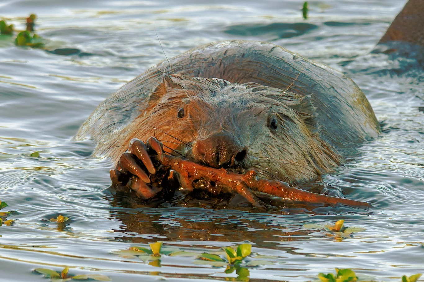 Bóbr pływający w wodzie trzyma w łapach kawałek gałęzi, a wokół unoszą się fragmenty roślin wodnych