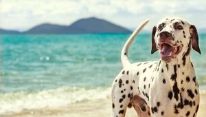 Czy możesz wejść z psem na plażę w Polsce? Sprawdź, zanim zapłacisz mandat