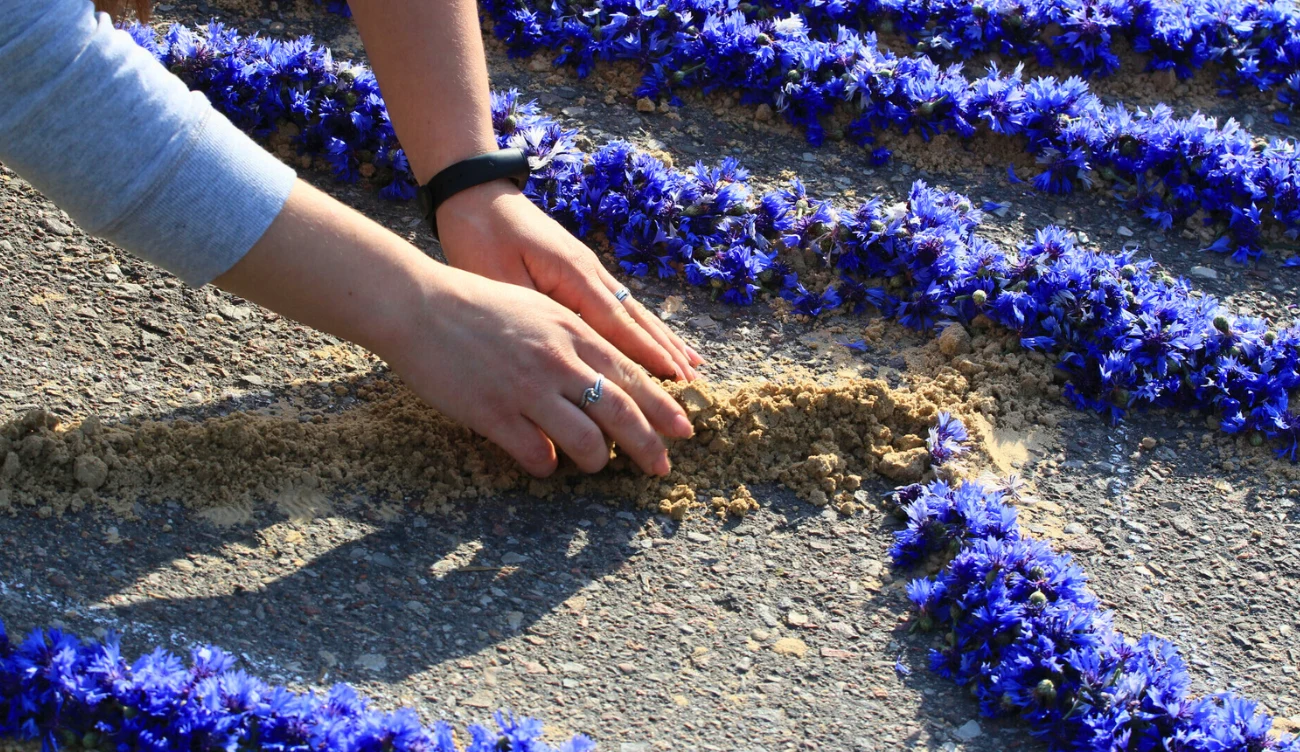 Tak powstają żywe dywany z kwiatów na Boże Ciało 
