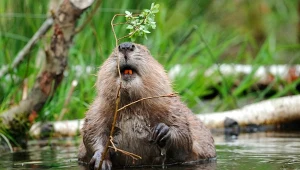 Renaturyzacja w Świętokrzyskiem skończyła się zniszczeniem tam bobrów