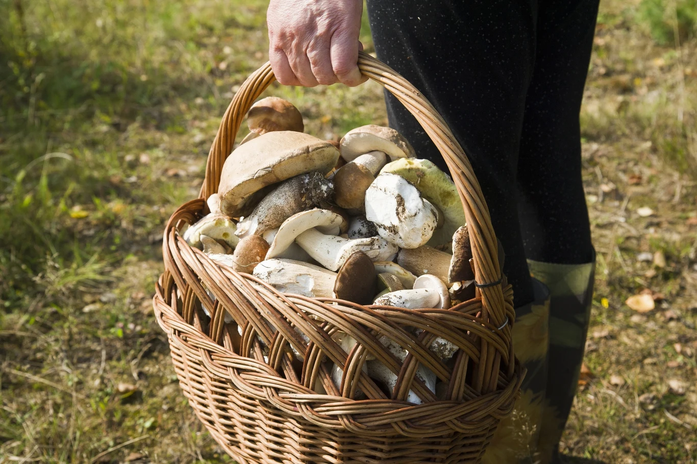 Gdzie na grzyby na Śląsku? Do tych lasów warto wybrać się na grzybobranie.