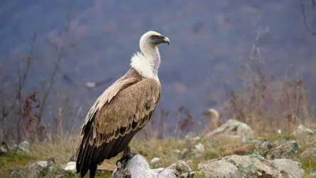 Sęp płowy w Górach Sowich to prawdziwa gratka dla przyrodników 