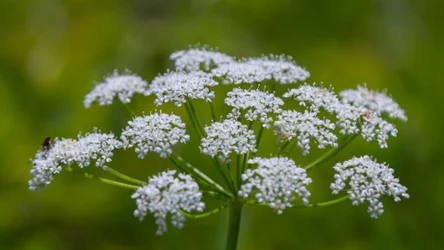 “Pietruszka głupców" to trująca roślina z rodziny selerowatych, rośnie w całej Polsce