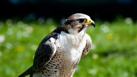 Sokół wędrowny jest pod ścisłą ochroną 