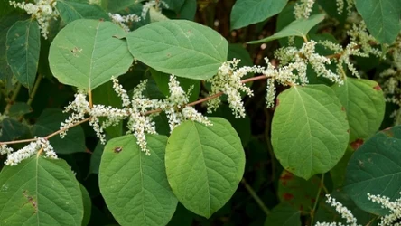 Pędy rdestowca wyginają się łukowato ku ziemi i tworzą zwarte łany