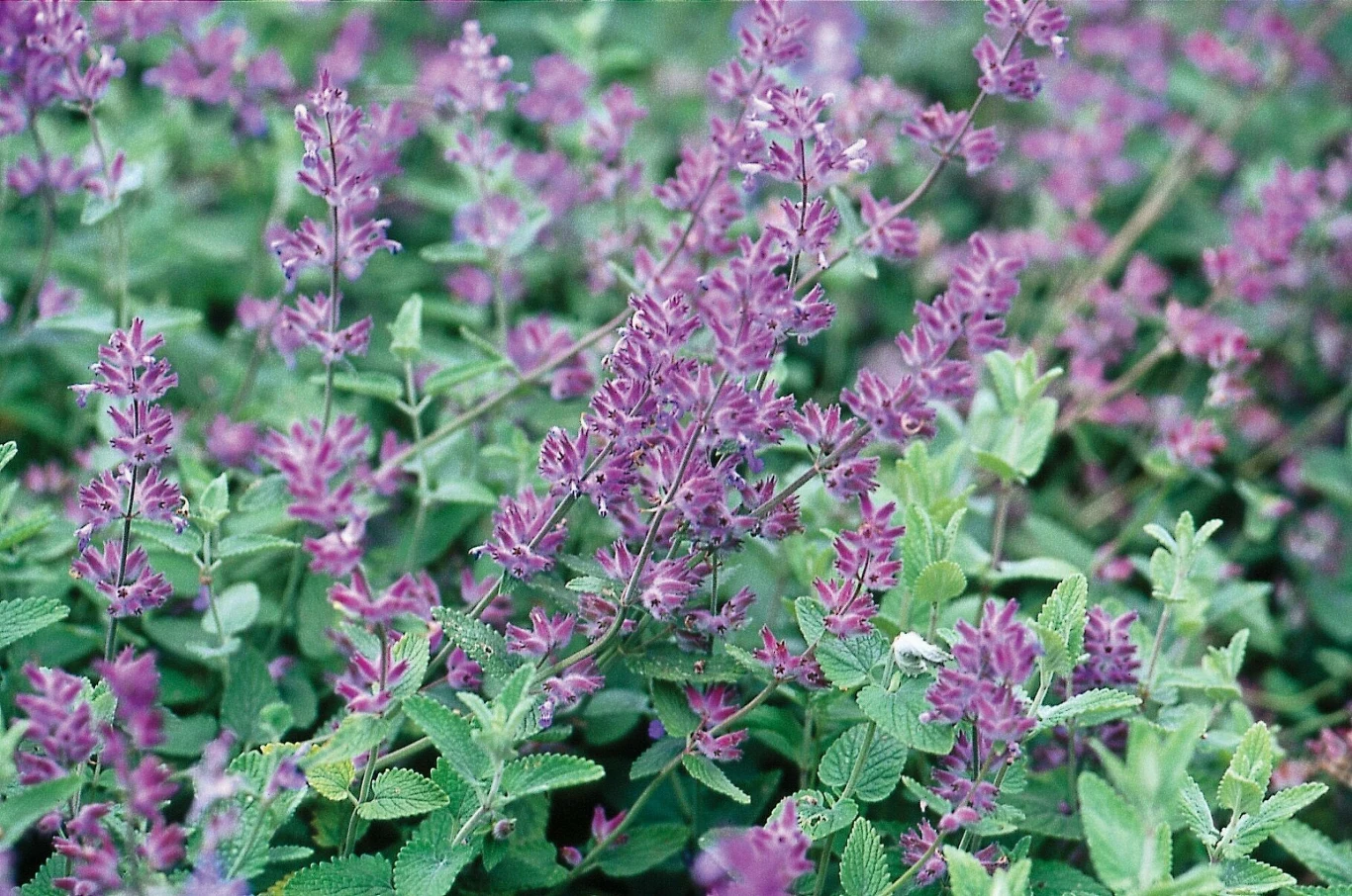 Gęsty łan fioletowych i zielonych roślin z delikatnymi, drobnymi kwiatami, liście o ząbkowanych brzegach, w tle dominują odcienie zieleni i fioletu.