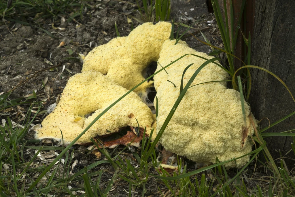 Wyglądem i w smaku przypomina jajecznicę Żółta, piankowa grzybnia rośnie na ziemi wśród trawy i przy drewnianym słupku, otoczona naturalnym środowiskiem ogrodowym.