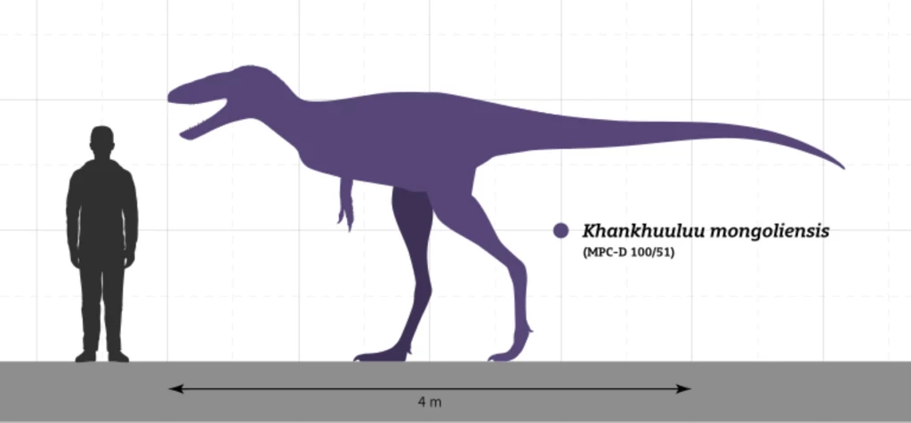Khankhuluu mongoliensis - długonogi tyranozaur z Mongolii - w porównaniu z człowiekiem Sylwetka człowieka zestawiona z konturem dinozaura Khankhuutluu mongoliensis na neutralnym tle z naniesioną skalą długości 4 metrów, pokazującą różnicę wielkości pomiędzy nimi.