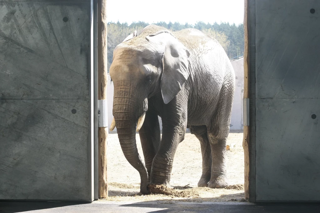 Słoniarnia w zoo w Poznaniu jest jedną z najnowocześniejszych w Europie Słoniarnia w zoo w Poznaniu jest jedną z najnowocześniejszych w Europie