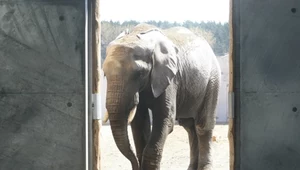 Słonie w Poznaniu wreszcie wydostały się na zewnątrz. Zoo tłumaczy sytuację