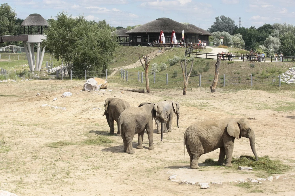 Słonie na zewnętrznym wybiegu poznańskiej słoniarni Stado słoni spaceruje po wybiegu ogrodu zoologicznego, w tle budynki z tarasami i odwiedzający, wokół wybieg otoczony jest ogrodzeniem i zielenią.