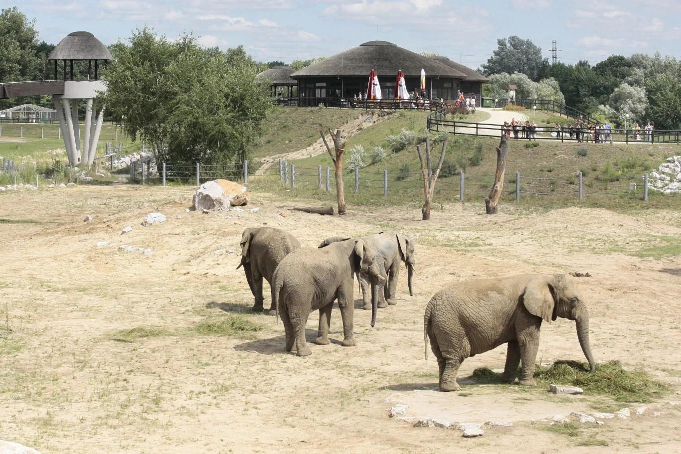 Stado słoni spaceruje po wybiegu ogrodu zoologicznego, w tle budynki z tarasami i odwiedzający, wokół wybieg otoczony jest ogrodzeniem i zielenią.