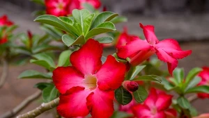 Wygląda orientalnie i znosi największe upały. O tę roślinę będą pytać cię wszyscy