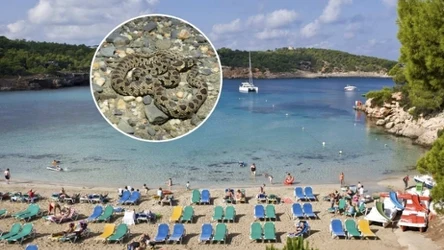 Plaża w Portinatx (fot. Martin Moxter / imageBROKER / Forum) i wąż hemorrhois hippocrepis