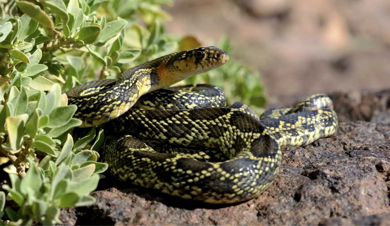 Hemorrhois hippocrepis 