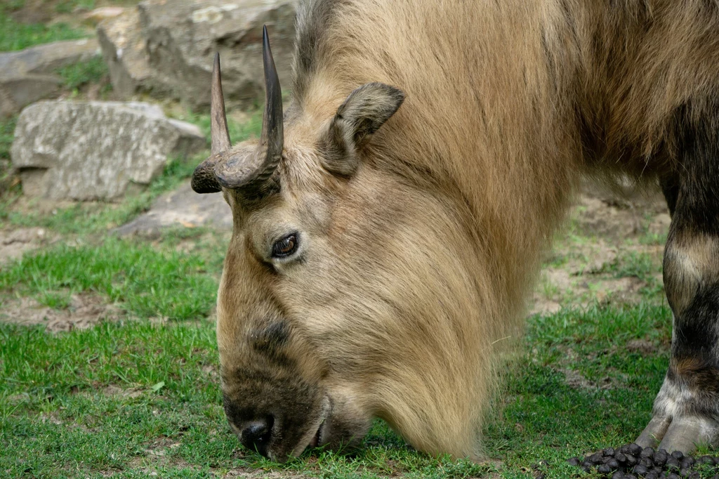 Takin złoty w warszawskim ogrodzie zoologicznym Takin o jasnobrązowej sierści i charakterystycznych, wygiętych do tyłu rogach zjada trawę na zielonej łące, w tle widoczne są kamienie.